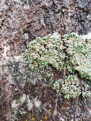 Phaeophyscia rubropulchra