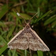 Adrapsa ablualis