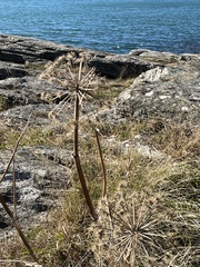Angelica archangelica