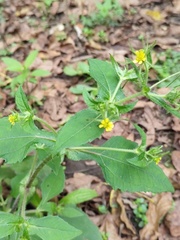 Sigesbeckia jorullensis