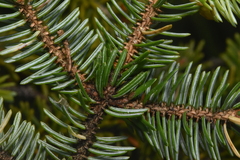 Picea sitchensis