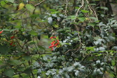 Salvia gesneriiflora