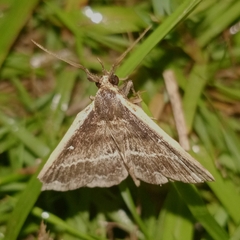 Adrapsa ablualis