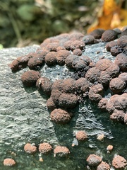 Hypoxylon fragiforme