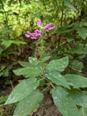 Stachys chamissonis