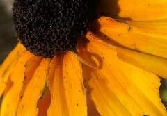 Chlorochlamys chloroleucaria