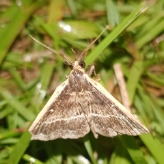 Adrapsa ablualis