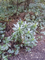 Daphne laureola