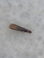 Kalotermes flavicollis