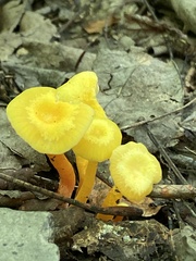 Cantharellus minor