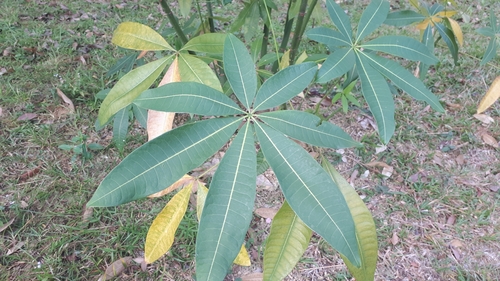 Pachira macrocarpa (Schltdl. & Cham.) Walp.