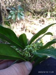 Daphne laureola