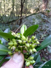Daphne laureola