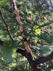 Peniophora incarnata