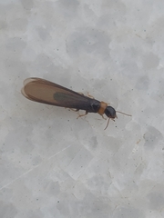 Kalotermes flavicollis