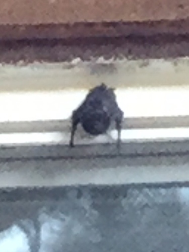 iNaturalist observation photo of Silver-haired Bat