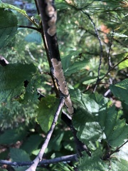 Peniophora incarnata