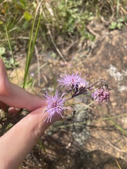 Liatris scariosa