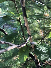 Peniophora incarnata