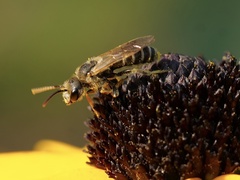 Halictus ligatus