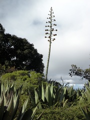 Agave atrovirens
