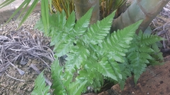 Davallia denticulata