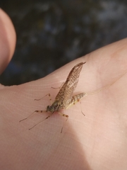 Ephemeroptera