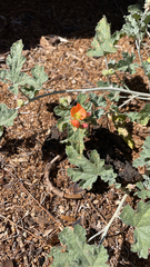 Sphaeralcea grossulariifolia