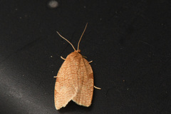 Aphelia alleniana