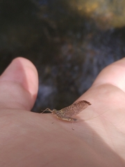 Ephemeroptera