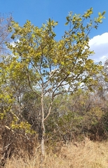 Ochna pulchra