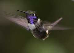 Philodice mitchellii