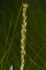Plantago macrocarpa