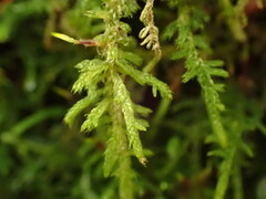 Claopodium bolanderi