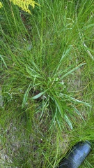 Plantago macrocarpa