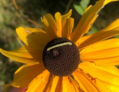 Chlorochlamys chloroleucaria