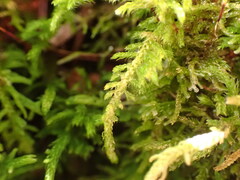 Claopodium bolanderi