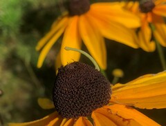 Chlorochlamys chloroleucaria