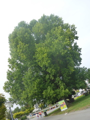 Tilia platyphyllos