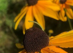 Chlorochlamys chloroleucaria