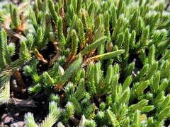 Selaginella rupestris