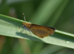 Ancyloxypha numitor