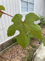 Vitis
