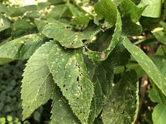 Celtis occidentalis