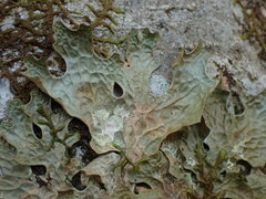 Lobaria pulmonaria