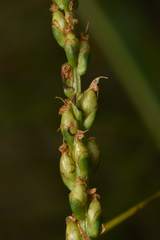 Plantago macrocarpa