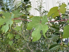 Vitis