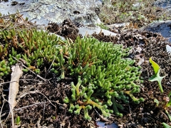 Selaginella rupestris