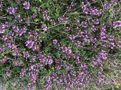 Thymus pulegioides