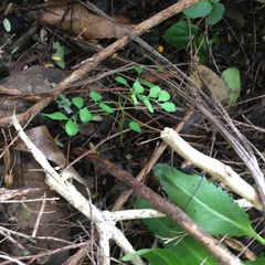 Sophora chathamica